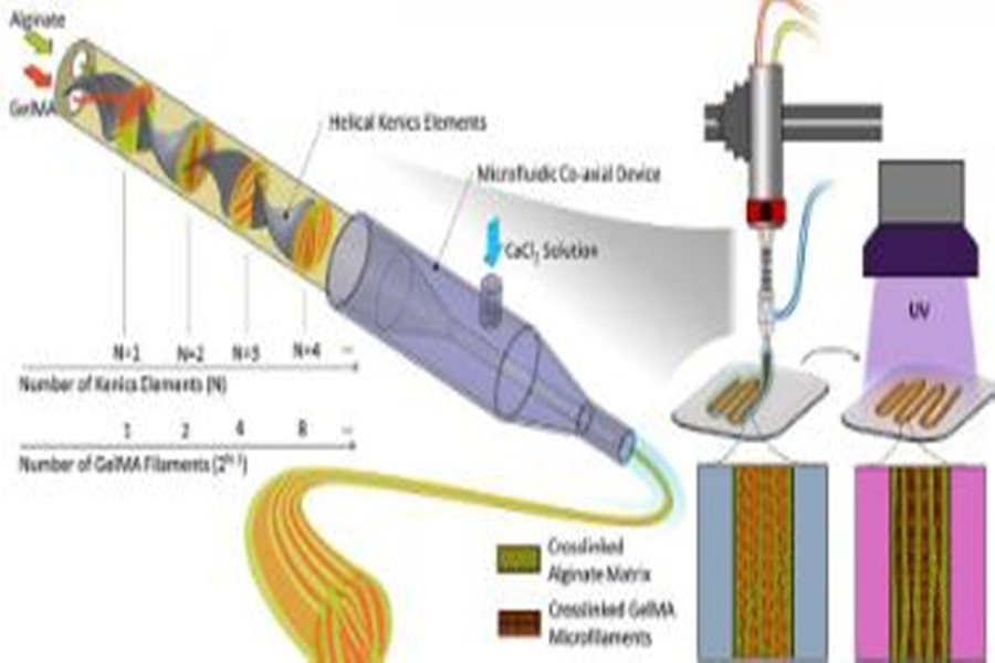 3D bioprinting technology can control the direction of cells